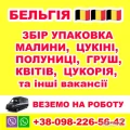 РОБОТА ДЛЯ УКРАЇНЦІВ В БЕЛЬГІЇ