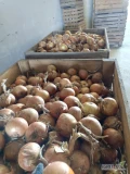 Sprzedam cebulę 7+lub 8+ ilości tirowe worek szyty , luz, big beg 