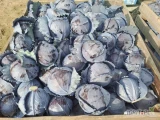 Sprzedam kapustę czerwoną, kaliber od 1-2,5kg, ładna z nalotem,nieobraną, cena do uzgodnienia