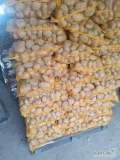 Sprzedam ziemniaki odmiany Denar kal. 45+ w ilości 280 worków. 