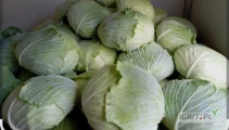 Sprzedam kapustę płaską/gołąbkowa 