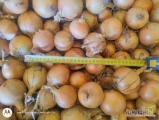 Sprzedam cebula Centro bb 24 ton 45+ gruba do uzgodnienia 