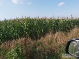 Sprzedam kukurydze na pniu 20 ha . Tel . 6 0 6 5 5 0 4 8 9 .