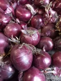 Sprzedam czerwoną cebulę Rio Duro kal, 45-90 fazorowana luzem z pryzmy