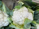 Witam. Sprzedam kalafior 6-8 w dowolnym opakowaniu . Duże ilości 
