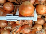 Sprzedam cebulę z siewu wiosennego odmiana Sedona. Kaliber od 5 do 8. Przewaga 6-7. Odsortowana. Około 30 ton. Możliwość odbioru w...