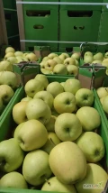 Sprzedam goldena 65+ jabłko w kartonie na paletach.