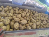 Sprzedam ziemniaki Riviera 4+ 4.5 + 5 + 5.5 +. Luz big bag worek, worek szyty. Skórka praktycznie zaschnięta. Towar bez niespodzianek 