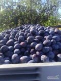 Witam sprzedam śliwkę przemysłową fioletową słodką większe ilości różne odmiany cena do uzgodnienia tel.723469783