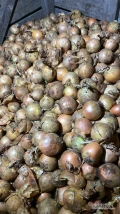 Sprzedam cebule na obieranie ilosci 60 ton , zolta, sucha, z Niemiec, kaliber 40-80