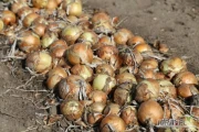 Sprzedam cebulę, ładna łuska.