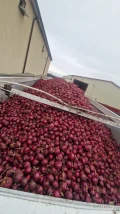 Sprzedam cebulę czerwoną red tide kal 4-9, oraz cebulę czerwoną na obieranie odmiana fiamma fazory, certyfikaty 