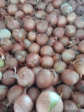 Sprzedam cebulę fazerowana kaliber 3,5-5.    Cena iopakowanie do uzgodnienia 