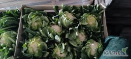 Sprzedam kalafior 8 w łuszczce 