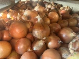 Sprzedam cebulę dymkę kaliber 45+