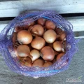 Sprzedam cebulę Rumba, niefazerowana, zdrowa, sucha, z dymki, kal. 5-7, ok. 4 ton. Mozliwość spakowanania w worki po 15kg.
