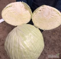 Sprzedam kapustę białą odmiany Longma z przeznaczeniem na przemysł kal. 2-5