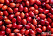 szukam odbiory owocu dzikiej róży. Jestem plantatorem i posiadam wieksze ilosci chętny do współpracy zapraszam do kontaktu