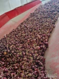 Sprzedam cebule czerwona kal 4.5+opakowanie worek 5kg 10kg