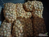 Sprzedam cebulę odmiana rijnsburger 5 kal 5-8 opakowanie do uzgodnienia