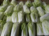 Sprzedam kapustę pekińską waga od 0,5 do 2 kg,