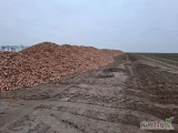 Sprzedam marchew na przemysł 500 ton, komarno kaliber 4plus. Możliwość mycia. 