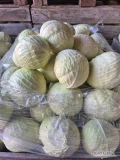 Sprzedam kapustę białą główki 1,5-5kg odmiana Longma. 