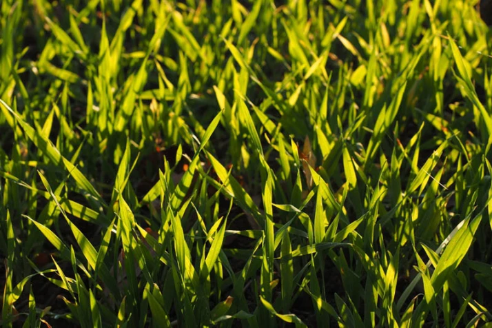 Grupa Azoty rozszerza portfolio o nowy produkt z siarką: DuoS®