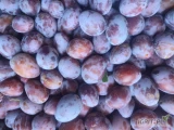 Sprzedam świeżo rwaną śliwke węgierke zwykła. Pakowana w skrzynki 6kg casi. Cena 2,5 zł za kg.