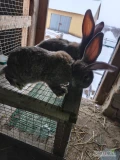Sprzedam króliki po więcej informacji proszę dzwonić 