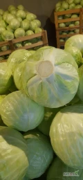 Sprzedam kapuste białą kaliber 2-4 kg jakość marketowa możliwość transportu. 
