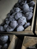 Sprzedam kapuste czerwona z woskowym nalotem kal.1-3.5kg opakowanie karton box 