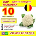 РОБОТА ДЛЯ УКРАЇНЦІВ В БЕЛЬГІЇ