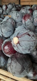 Sprzedam kapuste czerwoną kaliber 1-4 kg jakość marketowa, czysta, ilość tir lub mniejsze. 