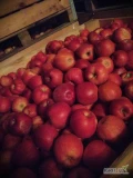 Sprzedam jabłko Idared za wagę w skrzyni, około 150 skrzyń 