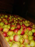 Sprzedam jabłko Ligol za wagę w skrzyni, około 90 skrzyń 