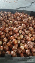 Sprzedam cebulę na worek,kal 5-8, sucha ,ładna,zdrowa,możliwy transport do 100km