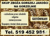 KUPIĘ ZBOŻE GORSZEJ JAKOŚCI. GOTÓWKA.