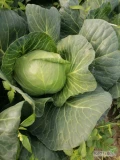 Sprzedam kapustę młoda od poniedziałku waga od 2.5  3kg