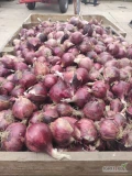 Cebula czerwona kaliber 5-8.