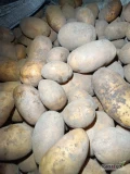 Sprzedam ziemniaki w ilościach paletowych, calosamochodowych pakowane w big bag lub luzem na wannę . Kaliber +45, +50. Więcej informacji...
