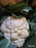Sprzedam kalafior 6 ładna biała zbita róża wiecej pod tel. Ilości paletowe nie całe auta.