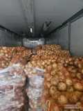 Sprzedam młoda cebule, bardzo dobra jakość. Dostępna od poniedziałku. Istnieje możliwość przygotowania obranej w 5kg worku.