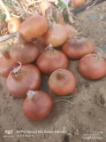 Sprzedam Cebula czerwona Młoda sucha zdrowa,  kaliber 5/7 I 7/9, pakowana w workach po 20 kg .
