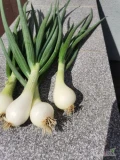 Witam sprzedam cebulkę ze szczypiorem pęczek lub kg