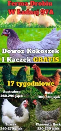 Jako jedyni w regionie jesteśmy tak bardzo przekonani o jakości i zdrowiu naszego drobiu, że oferujemy GWARANCJĘ na każdą zakupioną u...