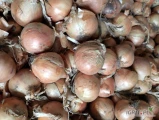 Sprzedam cebulę Swift z ładna łuską na worek 