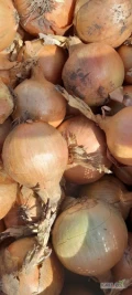 Sprzedam cebulę w typie resburger. Kaliber od 5 do 7. Odsortowaną, bez uszkodzeń. Na dzień dzisiejszy około 10 ton. Cena 1 zł za 1 kg...
