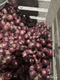 Do sprzedania ładna cebula czerwona zdrowa twarda możliwość pakowania sortowania pod zamówienie 