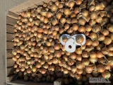 Sprzedam cebulę kaliber 50-80mm. Przeważający udział kalibru 60-80mm. Jasna łuska. Towar suchy zdrowy. Luz wanna,BigBag lub worek...